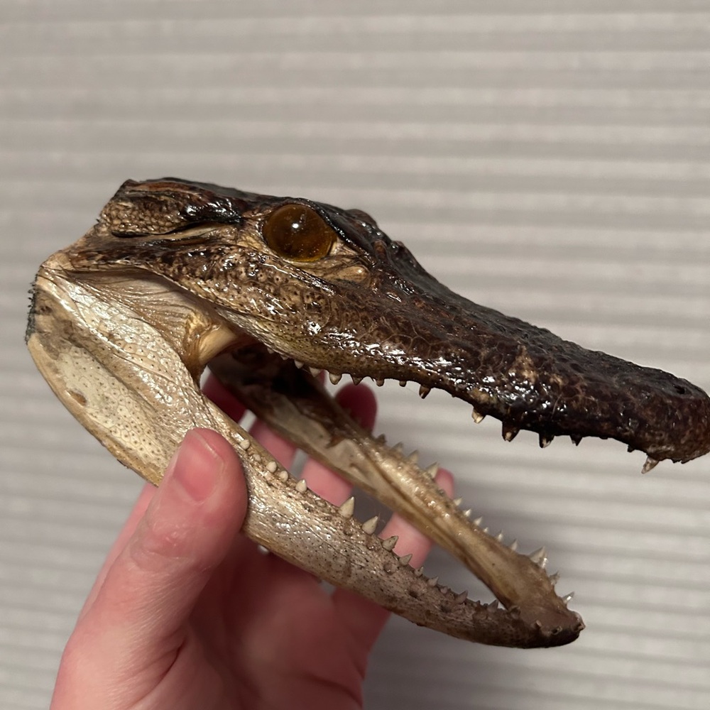 Genuine taxidermy alligator head